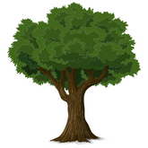 Plantmore – Träd